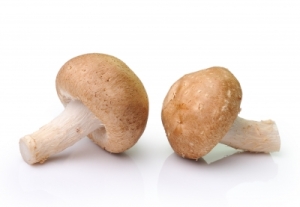 mushrooms - SOMMAI