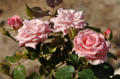 pink roses - artur84